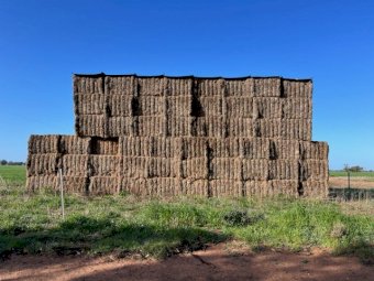 50 X Bales Vetch Hay 8X4X3 Large Squares