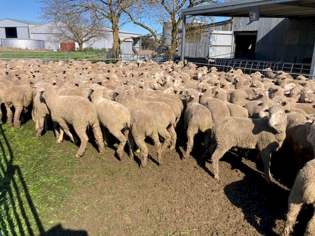 950 Merino Lambs