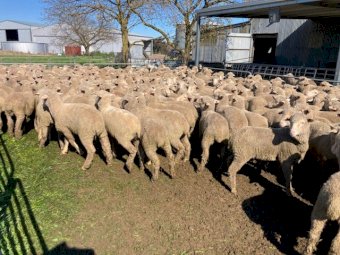 950 Merino Lambs