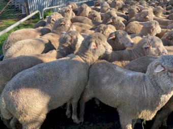 950 Merino Lambs