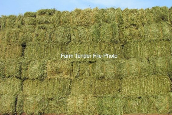 Meadow Hay Small Squares