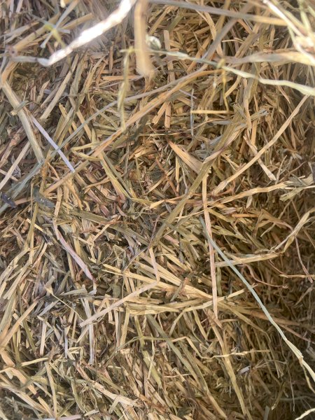 2021 Ryegrass and Clover Hay