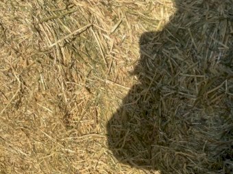 2021 Ryegrass and Clover Hay