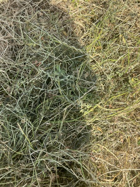 Rye Clover and Lucerne Silage Bales