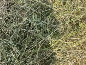 Rye Clover and Lucerne Silage Bales