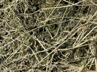Rye Clover and Lucerne Silage Bales