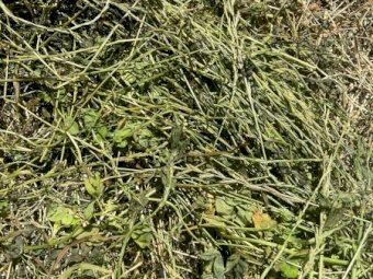 Rye Clover and Lucerne Silage Bales