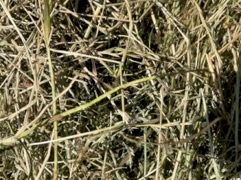 Rye Clover and Lucerne Silage Bales