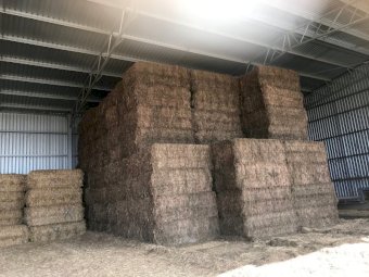135mt Vetch Hay 600-640kg 8x4x3 Bales