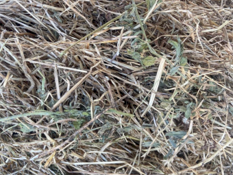 62 x Lucerne Rye 5x4 Round Bales