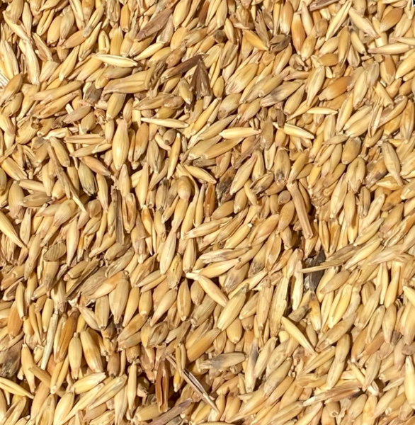10mt Yallara Oats