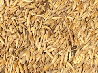 10mt Yallara Oats