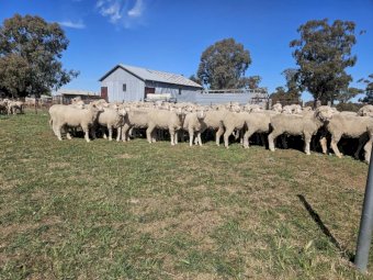 300 x Merino Ewes