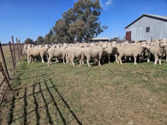 300 x Merino Ewes