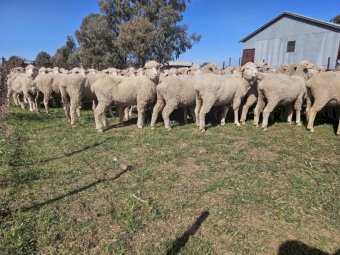 300 x Merino Ewes