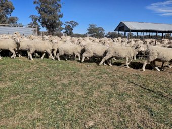 300 x Merino Ewes