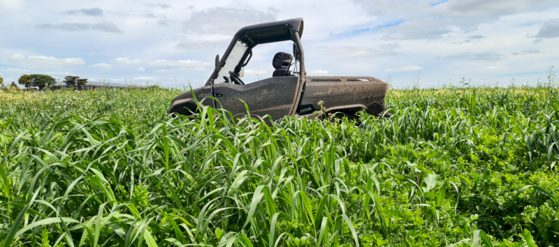 100-120 x Vetch Silage 4x4 Rolls