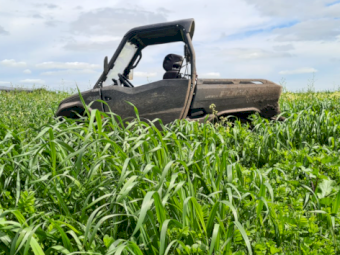 100-120 x Vetch Silage 4x4 Rolls