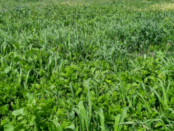 100-120 x Vetch Silage 4x4 Rolls