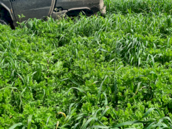 100-120 x Vetch Silage 4x4 Rolls