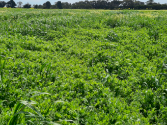 100-120 x Vetch Silage 4x4 Rolls