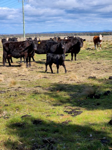 Angus Cows / Registered Barwidgee With Calves Afoot