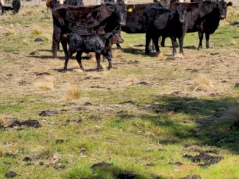 Angus Cows / Registered Barwidgee With Calves Afoot