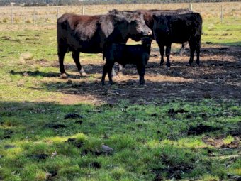 Angus Cows / Registered Barwidgee With Calves Afoot