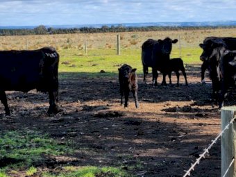 Angus Cows / Registered Barwidgee With Calves Afoot