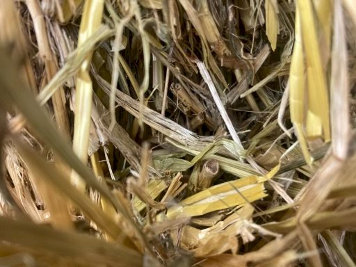 Shedded Oaten Hay 8x4x3 Bales