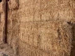 Shedded Oaten Hay 8x4x3 Bales