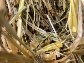 Shedded Oaten Hay 8x4x3 Bales