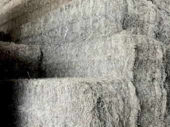 125 m/t Shedded Vetch Hay