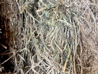 125 m/t Shedded Vetch Hay