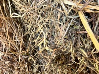 125m/t Oaten Vetch Hay