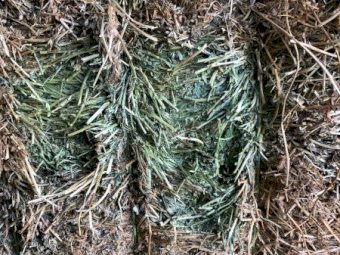 87 x Vetch Hay 670kg 8x4x3 Large Square Bales