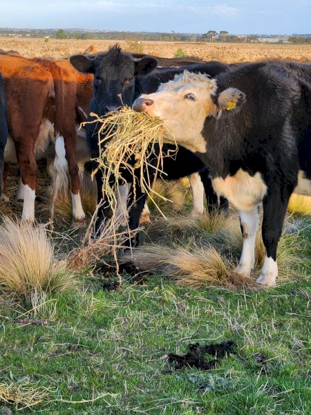 17 X F1 Fresian X Angus