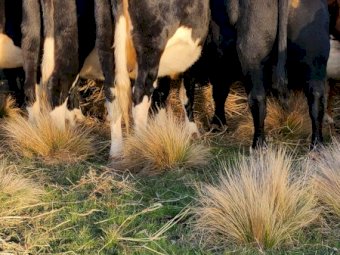 17 X F1 Fresian X Angus