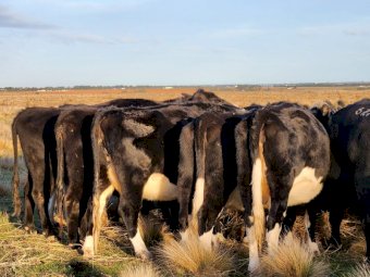 17 X F1 Fresian X Angus