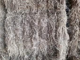 Vetch/Awnless Wheat Mix Hay