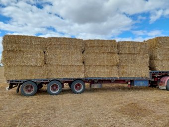 Oaten Hay Shedded
