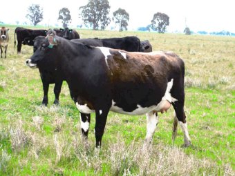 15 x Fresian Jersey Cross Heifers