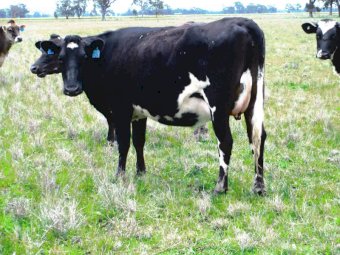 15 x Fresian Jersey Cross Heifers
