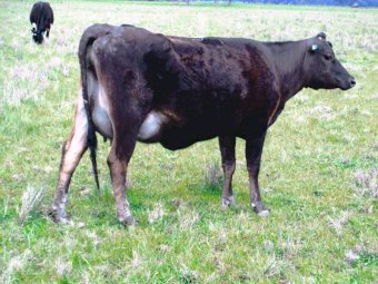 15 x Fresian Jersey Cross Heifers