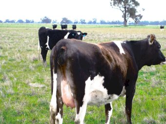 15 x Fresian Jersey Cross Heifers