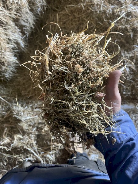 Clover Hay 8x4x3 Bales