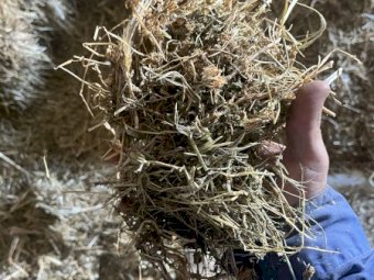 Clover Hay 8x4x3 Bales