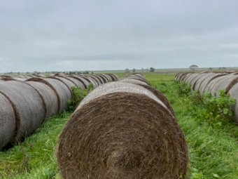 150 X Round Rolls Clover / Rye  4X4 Hay Bales
