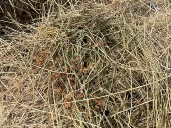 150 X Round Rolls Clover / Rye  4X4 Hay Bales