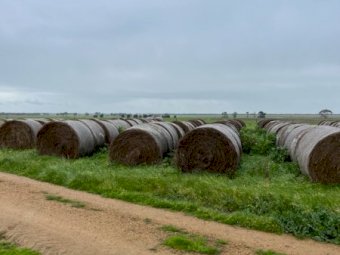 150 X Round Rolls Clover / Rye  4X4 Hay Bales